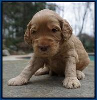 Black Beautiy Gus pups 3 wks old 11