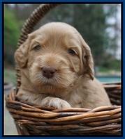 Black Beautiy Gus pups 3 wks old 31