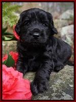 BB Gus pups 4 wks old 51