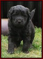 BB Gus pups 5 wks old 71