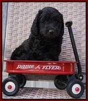 BB Gus pups 6 wks old 71