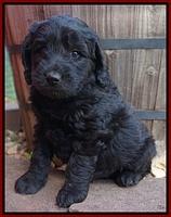 BB Gus pups 6 wks old 81