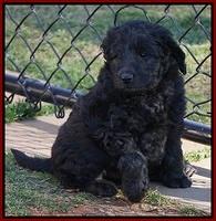 BB Gus pups 7 wks old 111