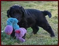 BB Gus pups 7 wks old 71