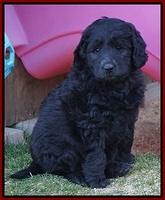 BB Gus pups 7 wks old 91