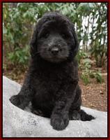 BB Gus pups 8 wks old 6100