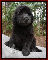BB Gus pups 8 wks old 7100