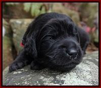 BB gus pups 2 wks old 41