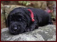 BB gus pups 2 wks old 51