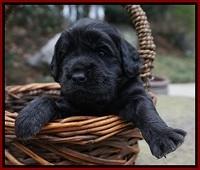 Black Beautiy Gus pups 3 wks old 51