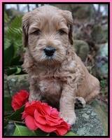 BB Gus pups 4 wks old 71