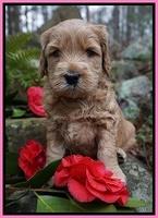 BB Gus pups 4 wks old 81