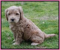 BB Gus pups 5 wks old 121