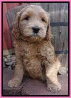 BB Gus pups 6 wks old 151