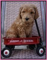 BB Gus pups 6 wks old 161