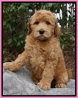 BB Gus pups 8 wks old 41