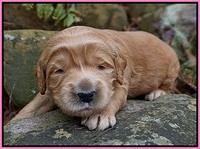 BB gus pups 2 wks old 81