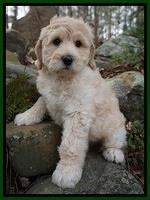 Dale family: Ryder