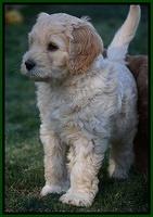 BB Gus pups 7 wks old 201