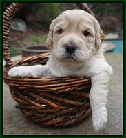 Black Beautiy Gus pups 3 wks old 121