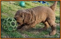 BB Gus pups 5 wks old 271
