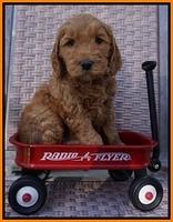 BB Gus pups 6 wks old 211