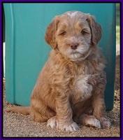 BB Gus pups 5 wks old 311