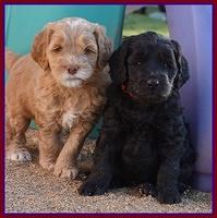 BB Gus pups 5 wks old 321