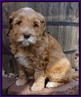 BB Gus pups 6 wks old 261