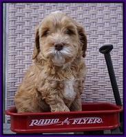 BB Gus pups 6 wks old 271