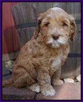 BB Gus pups 6 wks old 281