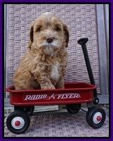 BB Gus pups 6 wks old 301