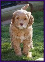 BB Gus pups 7 wks old 351