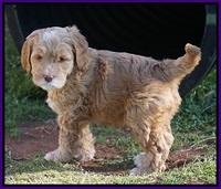 BB Gus pups 7 wks old 381