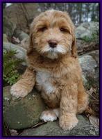 BB Gus pups 8 wks old 21