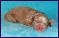 BB Gus pups Newborn 61