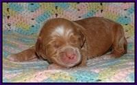 BB and Gus pups 1 wk old 131