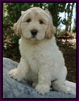 Individual puppy photo gallery