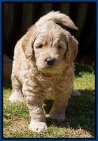 Dreamer Cash Pups 5 wks old 21