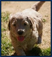 Dreamer Cash Pups 5 wks old 31