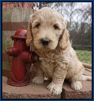 Dreamer Cash pups 6 weeks old 21