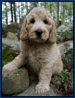 Dreamer Cash pups 6 weeks old 7200