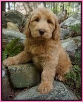 Lombardo family: Charlie