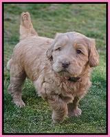 Dreamer Cash Pups 5 wks old 6462
