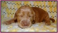 Dreamer Cash pups 2 wks old 41