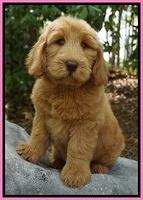 Dreamer Cash pups 6 weeks old 4200
