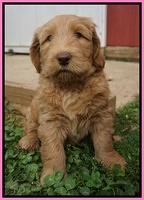 Dreamer Cash pups 6 weeks old 61