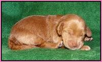 Dreamer cash pups 1 wk old 41