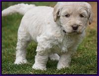 Dreamer Cash Pups 5 wks old 91