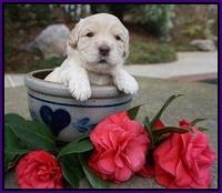 Dreamer Cash pups 3 wks old 101